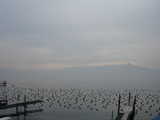 Lausanne, Birds on the Lake on a Winter's Day (24 kbytes) - Click to enlarge